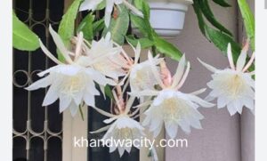 Brahma Kamal blossomed